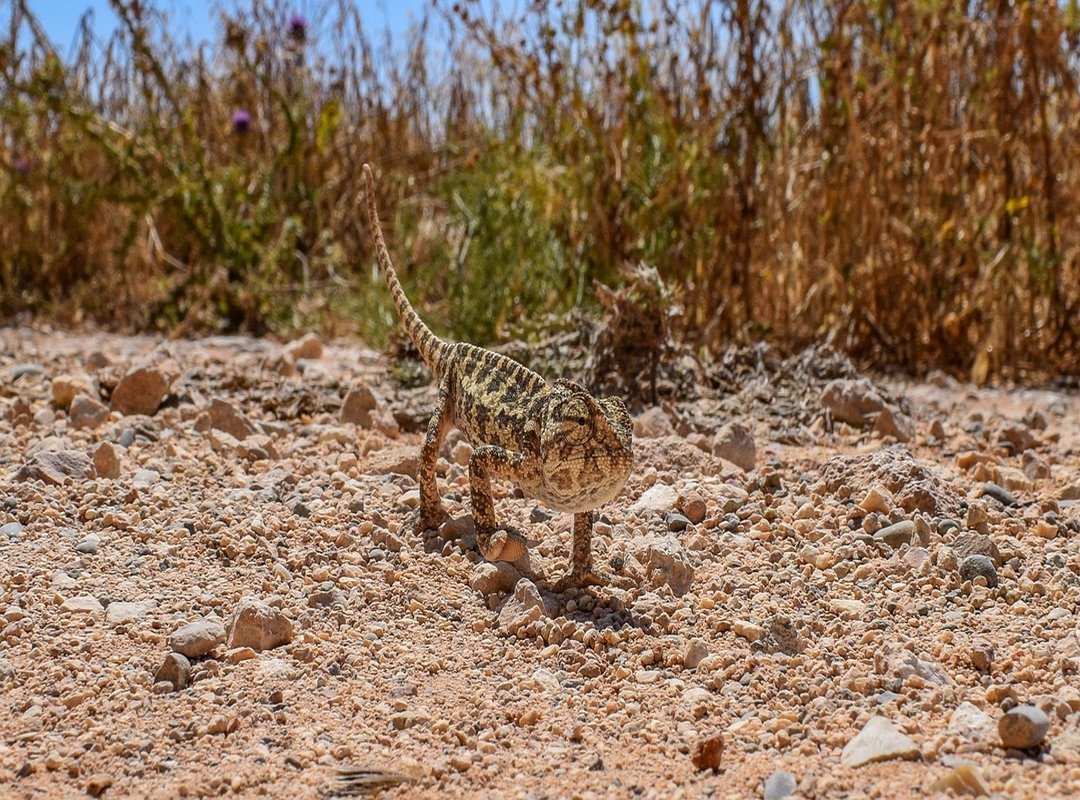 animal adaptations nature