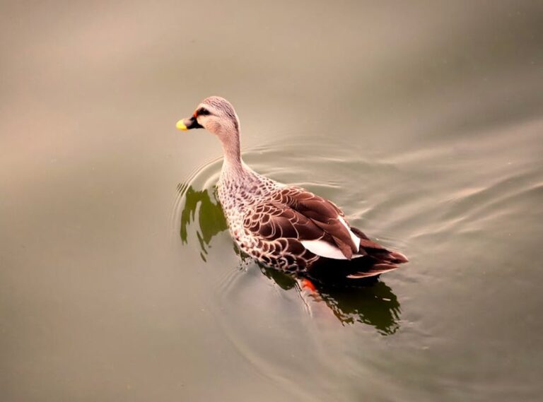 wallpaper:y1c5pjg5svg= duck